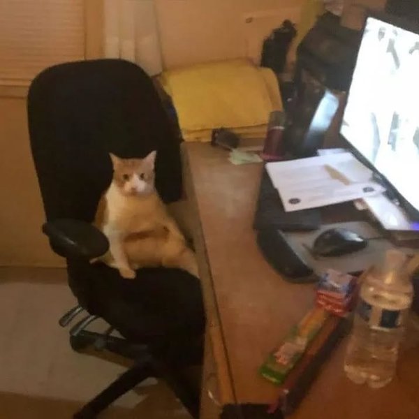 Thumbnail of p-cwlorjaocem-1dac2a78d52e416d 3