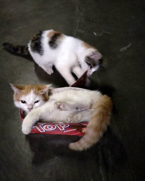 Thumbnail of p-bokeugva7g-1daf3c032f834bd7 2