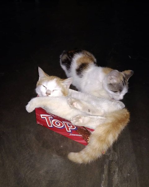 Thumbnail of p-bokeugva7g-1daf3c032f834bd7 3