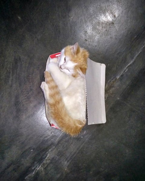 Thumbnail of p-bokeugva7g-1daf3c032f834bd7 6