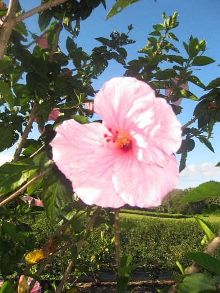 Thumbnail of www-instagram-com-p-dqs1kaccbnp-img-index-1 8