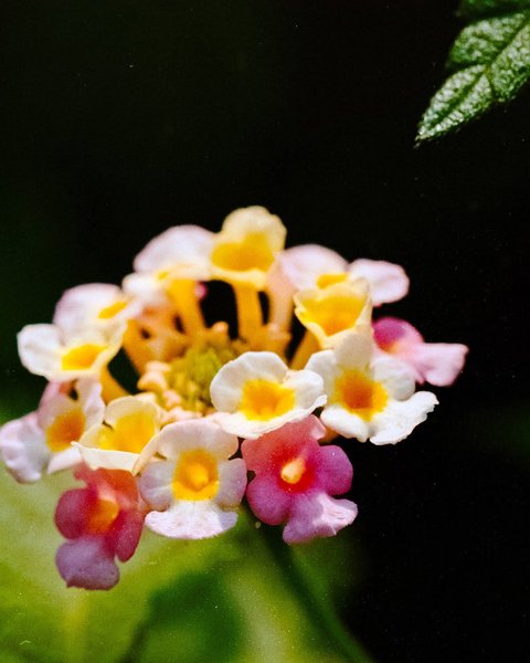 Thumbnail of instagram-1e487a8f981b4fba 0