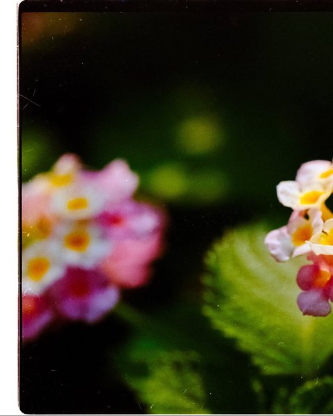 Thumbnail of instagram-1e487a8f981b4fba 1