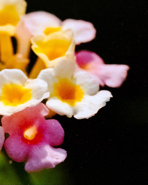 Thumbnail of instagram-1e487a8f981b4fba 4