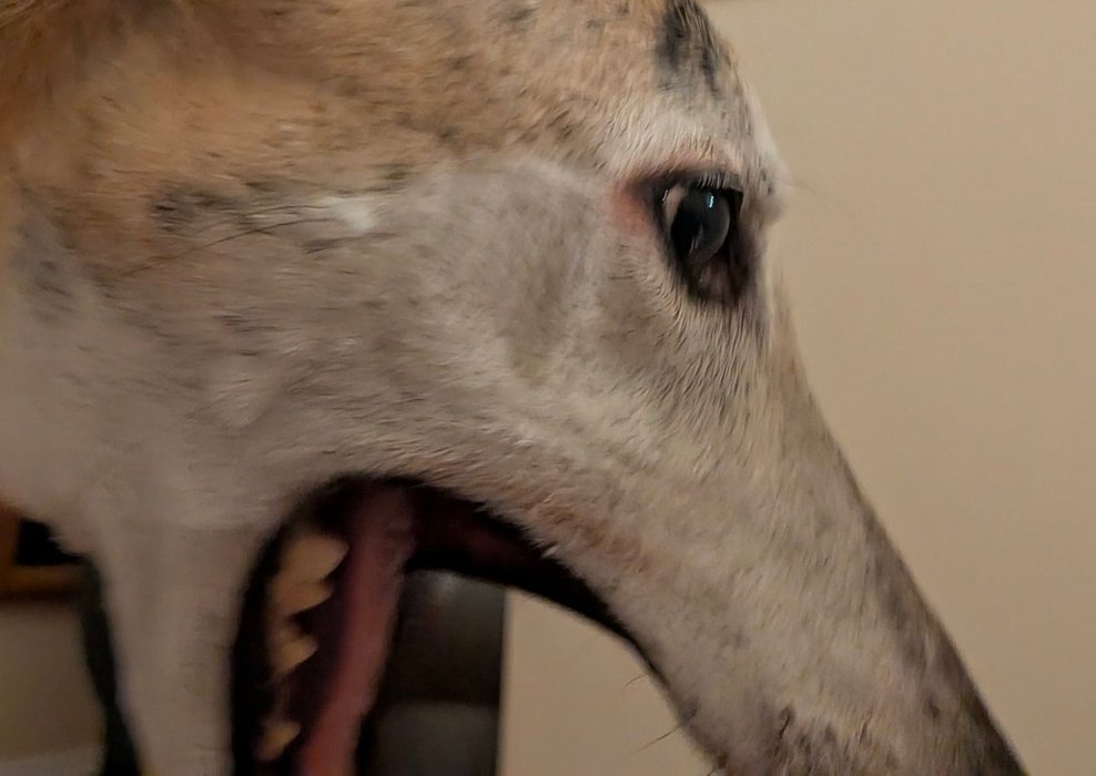 Thumbnail of www-twitter-com-somethings-awry-status-1978929285973889177