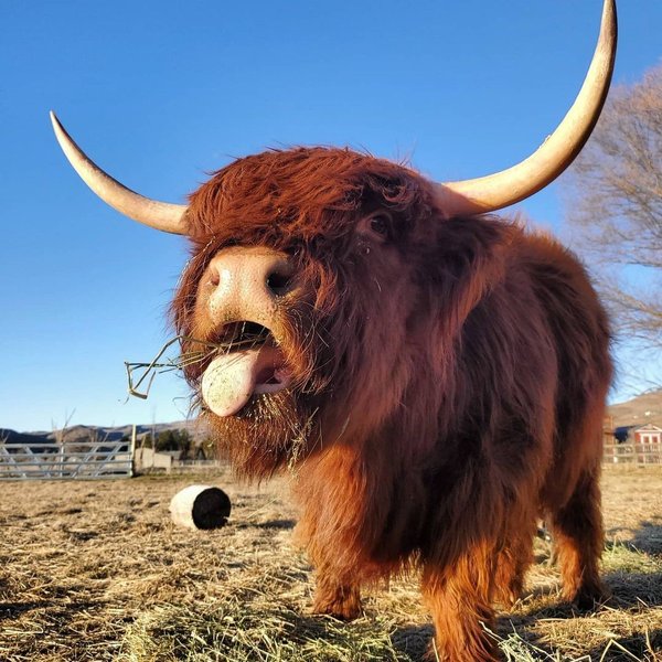 Thumbnail of cpds-thb2uh-2116da7851ab4a20 0