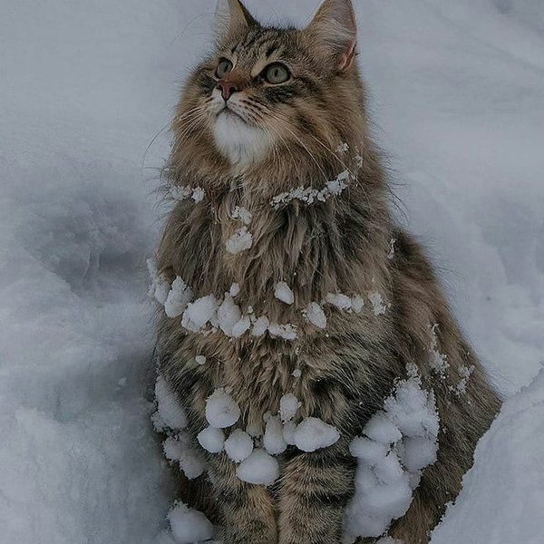 Thumbnail of p-bpxgaurfikz-217b8dc3900046b8 1