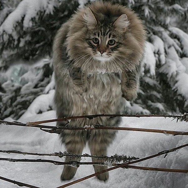 Thumbnail of p-bpxgaurfikz-217b8dc3900046b8 2