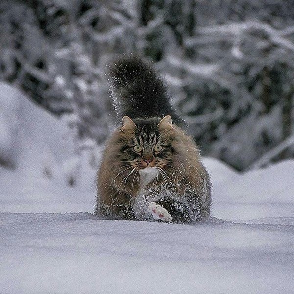 Thumbnail of p-bpxgaurfikz-217b8dc3900046b8 4