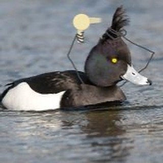 Thumbnail of p-ct8hwshpiv6-22ec104ec3b54bc4 3