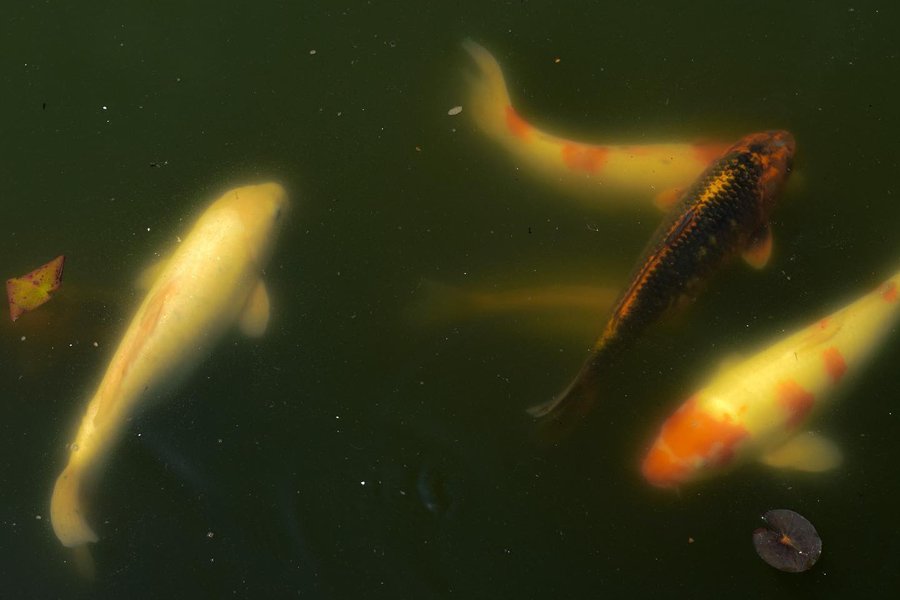 Thumbnail of cnghhjsby-f-23347bac4ae54f21 1