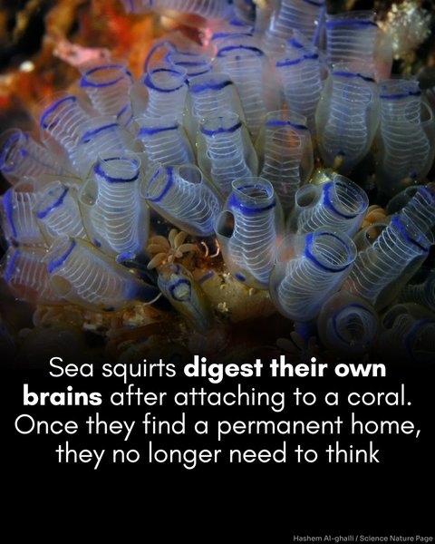 Thumbnail of dkwg9pfm-qe-248352d07bfa49ab 0