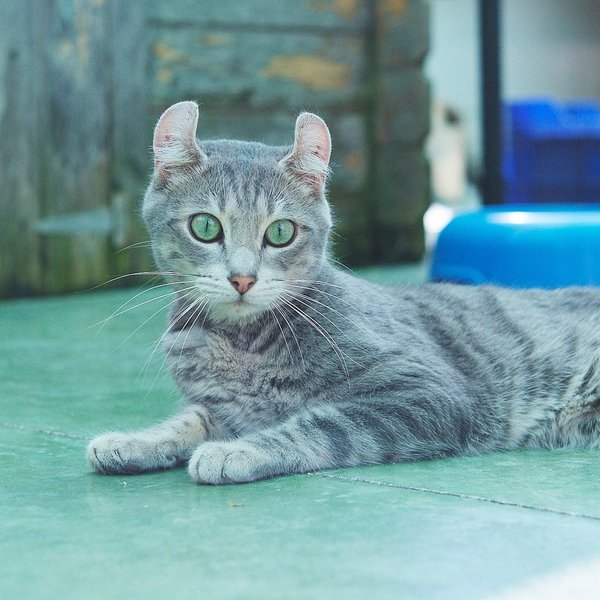 Thumbnail of p-dmspfd6jgmv-248a53583f0f45d2 0