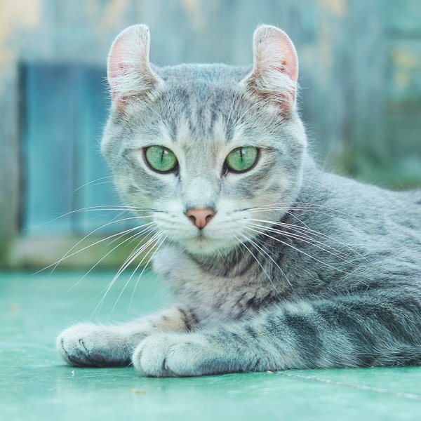 Thumbnail of p-dmspfd6jgmv-248a53583f0f45d2 2