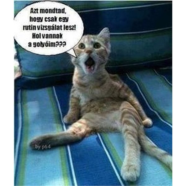 Thumbnail of p-bqmo9rvaxlp-25f225c804604ffd 1