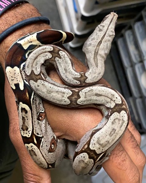 Thumbnail of p-cvea1pxpycw-2bc0727af9e447e6 0