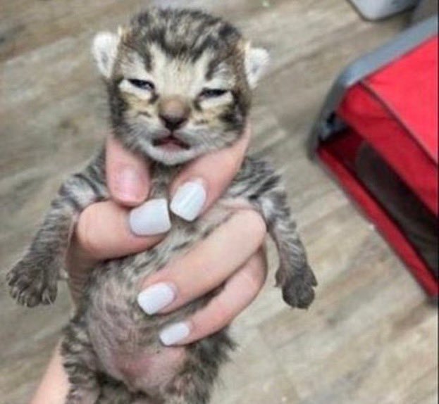 Thumbnail of www-x-com-wdieljpgg-status-1481694200370446337-26972ccaf5a34f0c