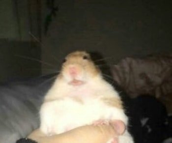 Thumbnail of p-crjc5hhltms-28276f63793c44ef 1