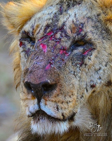 Thumbnail of p-cbtt33mpfcr-2865dd2ea75143fe 0