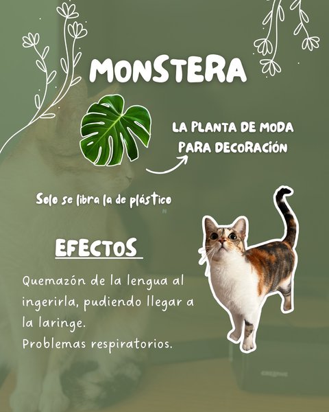 Thumbnail of p-dhrgjzhi6ht-28fbc53ee3ad459f 2