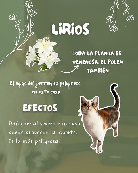 Thumbnail of p-dhrgjzhi6ht-28fbc53ee3ad459f 4