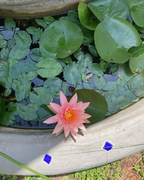 Thumbnail of p-cwaputpdl0m-290a16777c9544fc 0