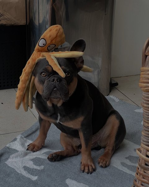 Thumbnail of ddidfwwkv-u-2942219b6c584963 2