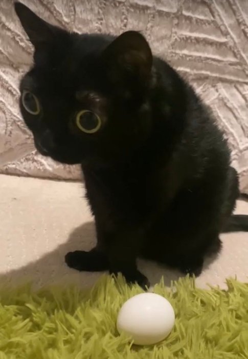 Thumbnail of www-x-com-bigfootjinx-status-1484076442077990913-2ade0f499ce74592