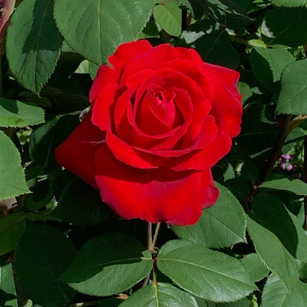 Thumbnail of p-b1yocqnguab-2b85f349f21c429b 6