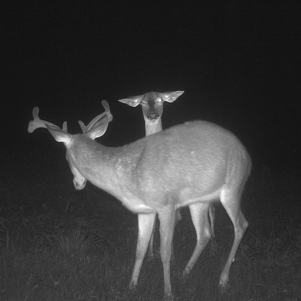 Thumbnail of p-cyff4mgmxyq-2dce81c2f3cf49d4 0