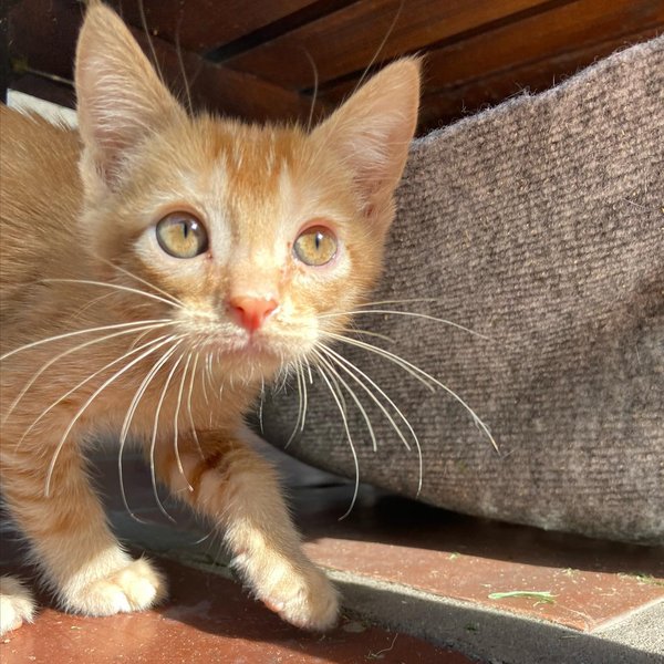 Thumbnail of p-cxfiwgqjxr4-3126b97a272445d1 0