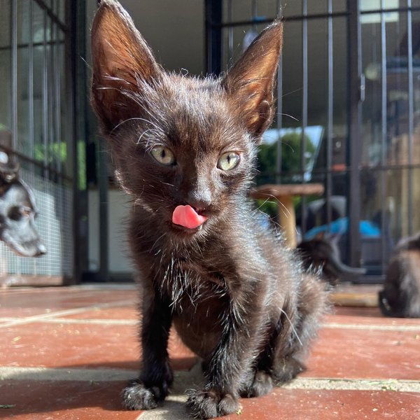 Thumbnail of p-cxfiwgqjxr4-3126b97a272445d1 1