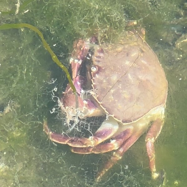 Thumbnail of p-cucigazuk8w-3169f6f9bf1f4d6a 8