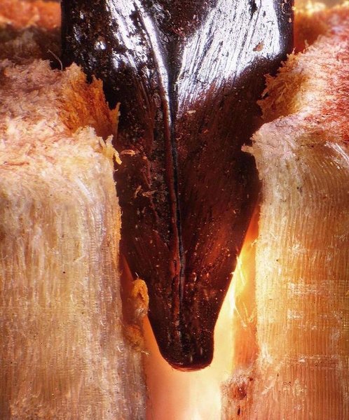 Thumbnail of cxas-gcmrph 3