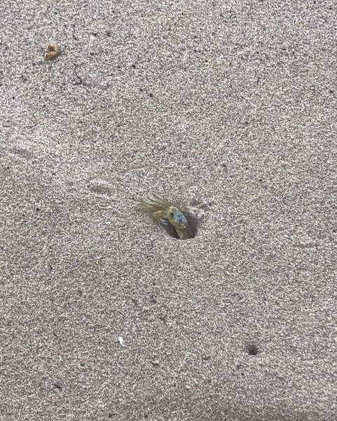 Thumbnail of p-dnixopzcybg-31de5c53f780412b 14