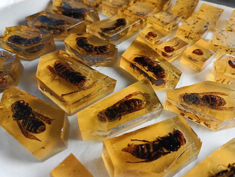 Thumbnail of www-x-com-rikyumushi-status-1989615372082057410