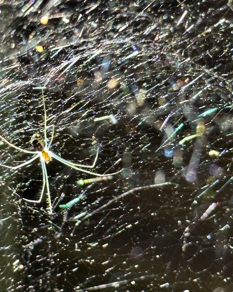 Thumbnail of p-cu8i4l6yh1w-335360c0d38c47b7 0