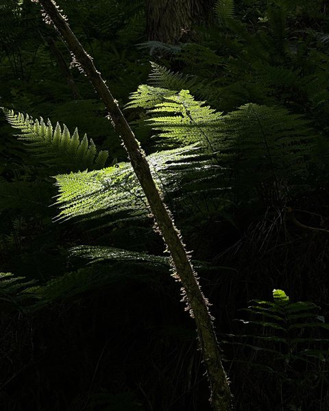 Thumbnail of p-cu8i4l6yh1w-335360c0d38c47b7 2