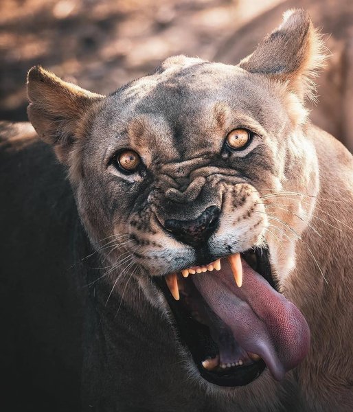 Thumbnail of p-cjg0q3gawtn-33ffebd2fccb468a 0