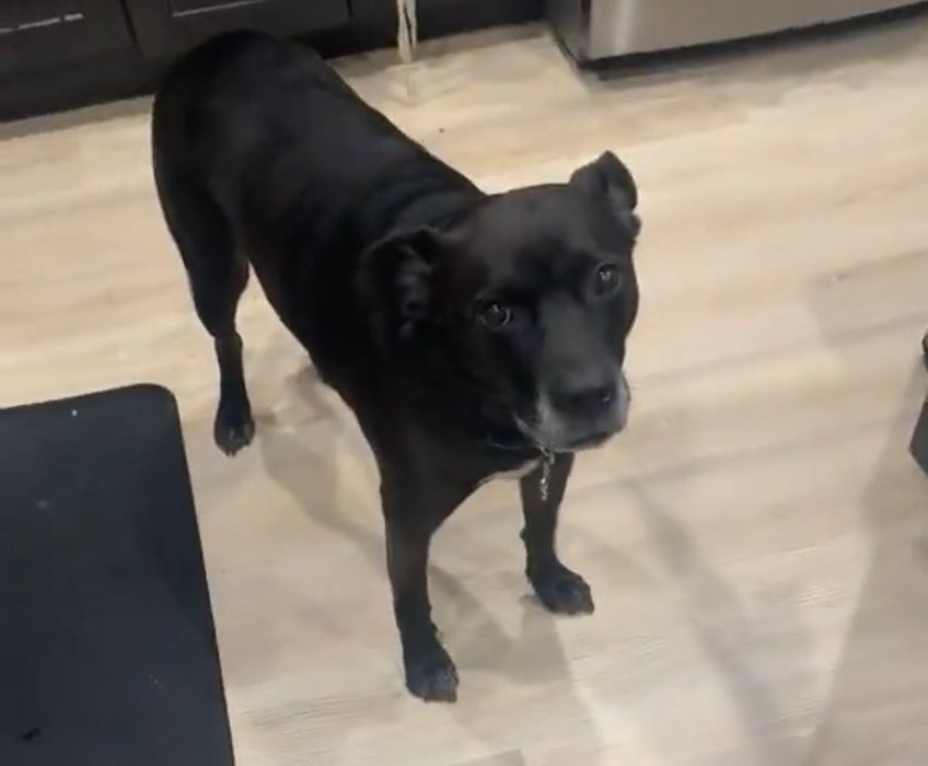 Thumbnail of www-x-com-bugzvii-status-1742555190069166196-3400d2b6f4d14d47