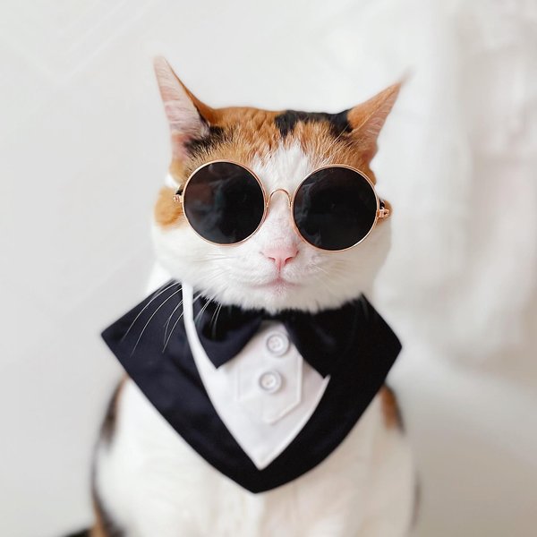 Thumbnail of p-chfuipxpj5n-34797fc54eb14063 2