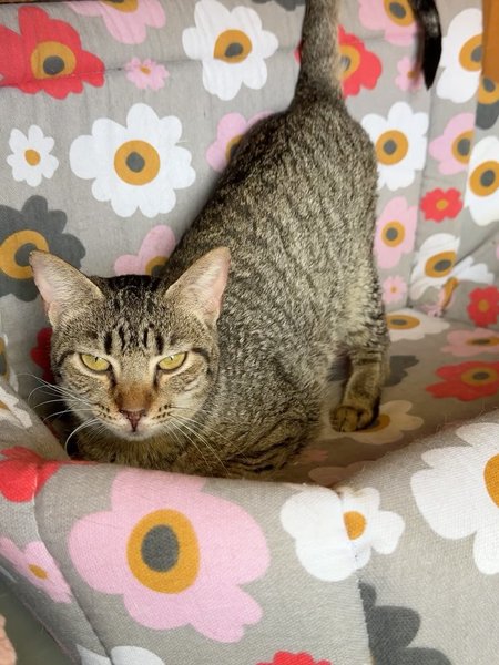 Thumbnail of p-doghtzdcc9u-35211fe71c7343b6 0