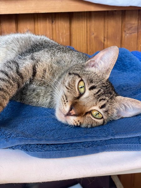 Thumbnail of p-doghtzdcc9u-35211fe71c7343b6 1