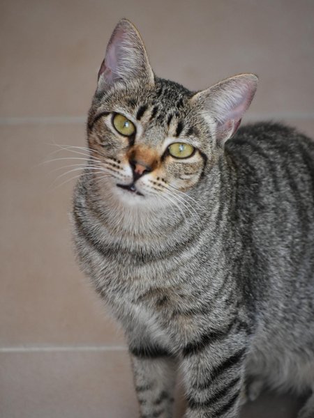 Thumbnail of p-doghtzdcc9u-35211fe71c7343b6 2