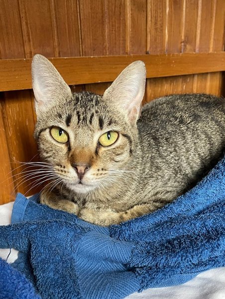 Thumbnail of p-doghtzdcc9u-35211fe71c7343b6 3