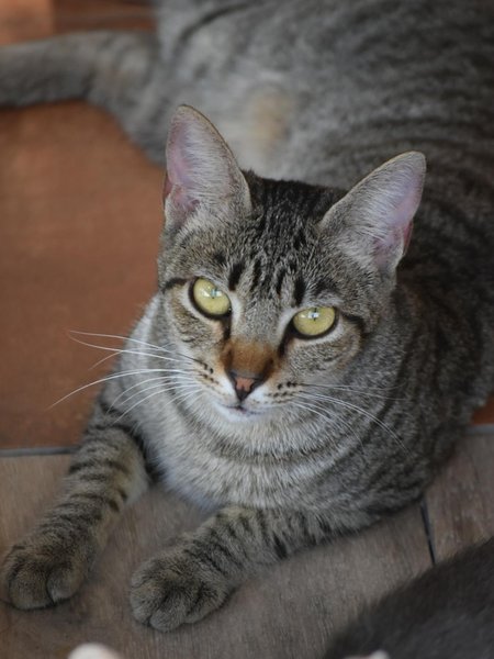 Thumbnail of p-doghtzdcc9u-35211fe71c7343b6 5