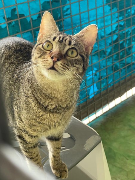 Thumbnail of p-doghtzdcc9u-35211fe71c7343b6 7