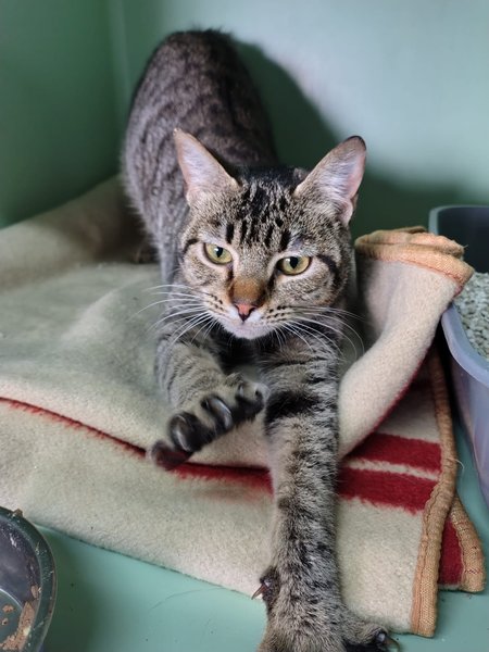 Thumbnail of p-doghtzdcc9u-35211fe71c7343b6 8