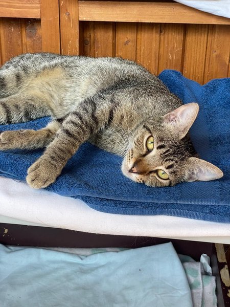 Thumbnail of p-doghtzdcc9u-35211fe71c7343b6 9