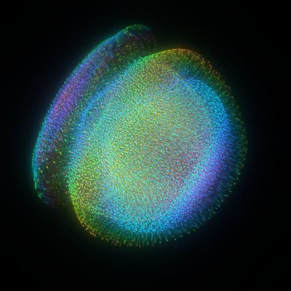 Thumbnail of p-crytaasmgd0-35674978ae914675 1